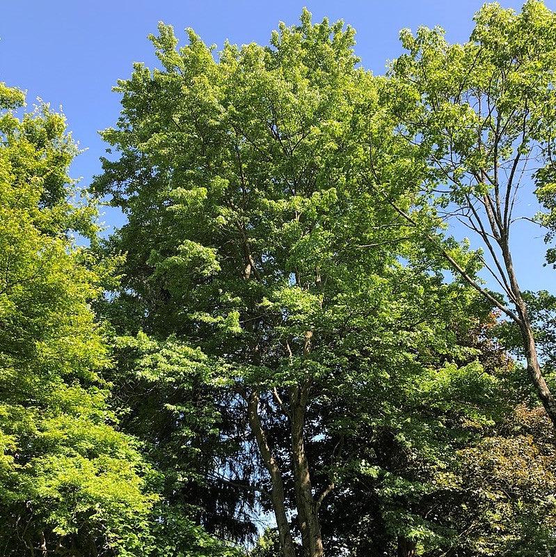 Fire Red Maple Florida Flame Red Maple - Acer rubrum 'Florida Flame' – ServeScape