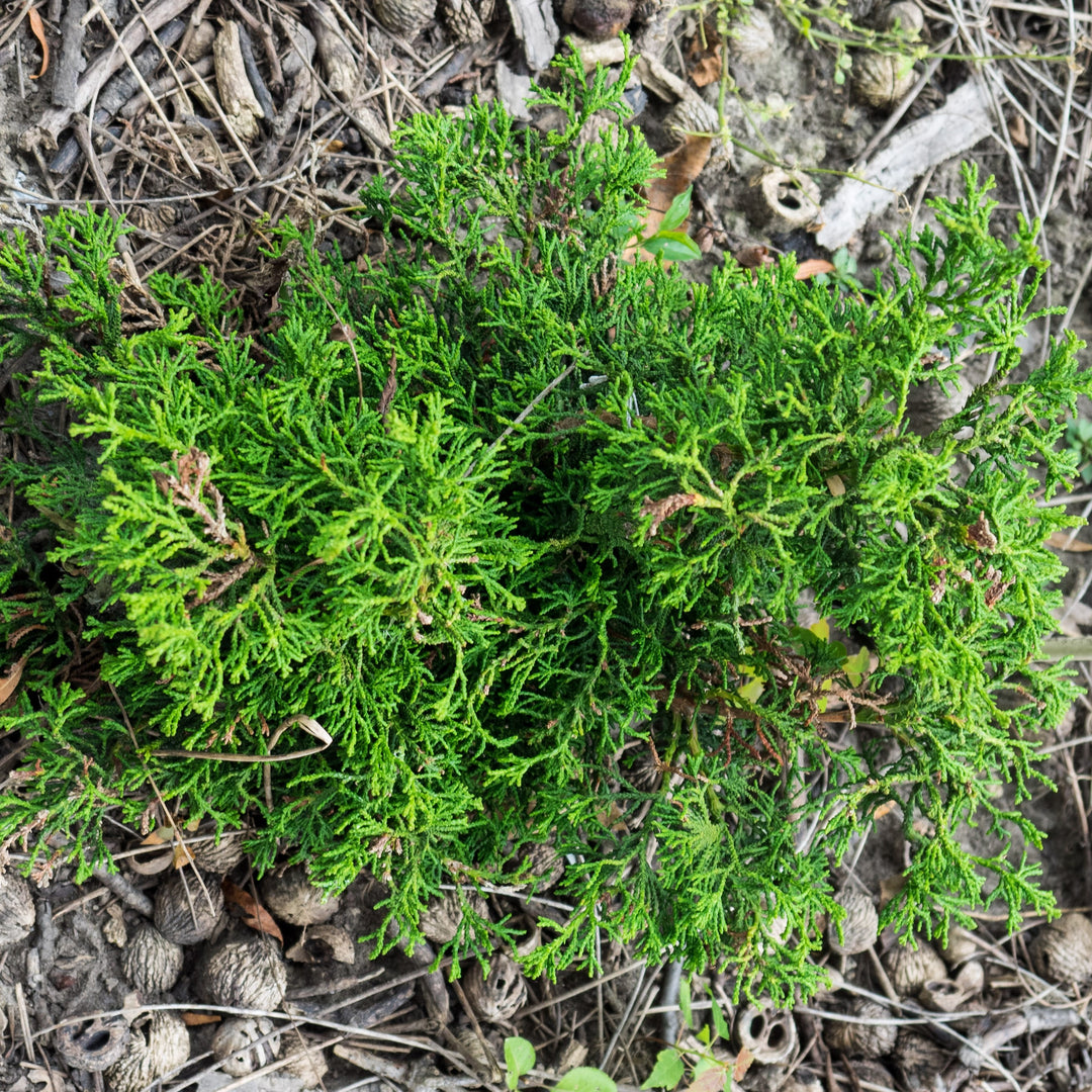 Chamaecyparis obtusa 'Torulosa' ~ Torulosa Hinoki Cypress-ServeScape