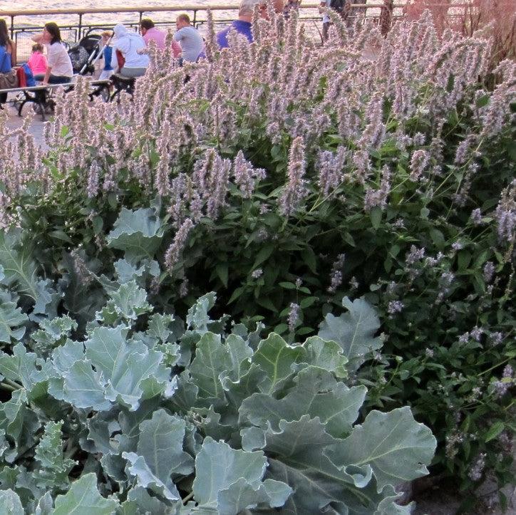 Agastache foeniculum 'Blue Fortune' ~ Blue Fortune Giant Hyssop-ServeScape