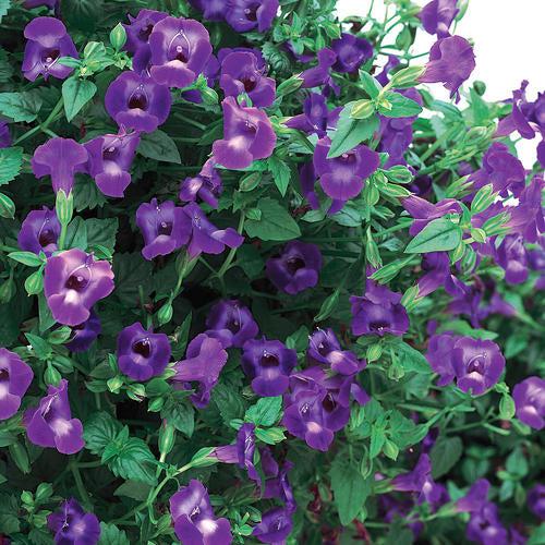 Torenia hybrid 'SUNrenilamu'' ~ Summer Wave® Large Violet Wishbone Flower-ServeScape