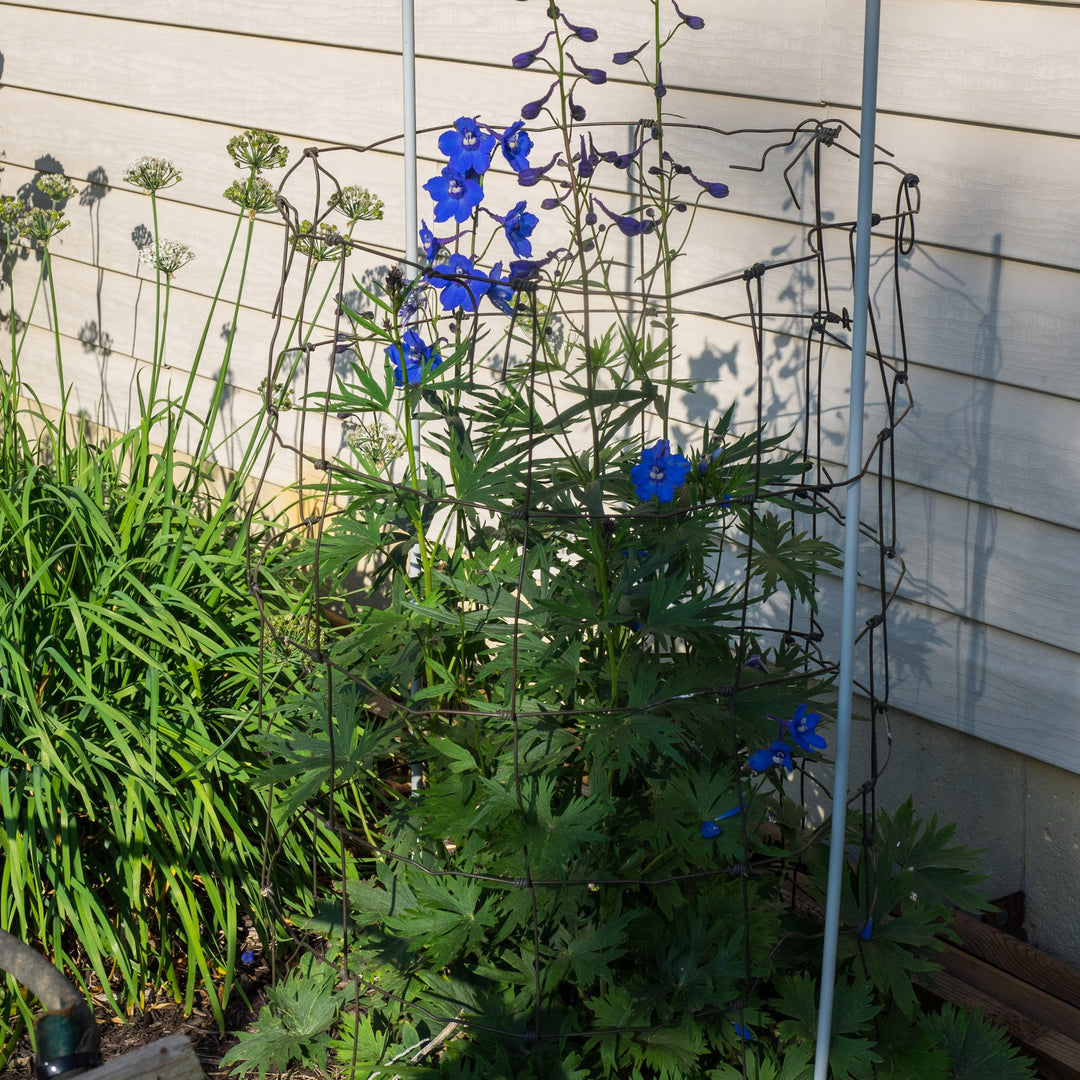 Delphinium grandiflorum 'Blue Mirror' ~ Blue Mirror Delphinium-ServeScape