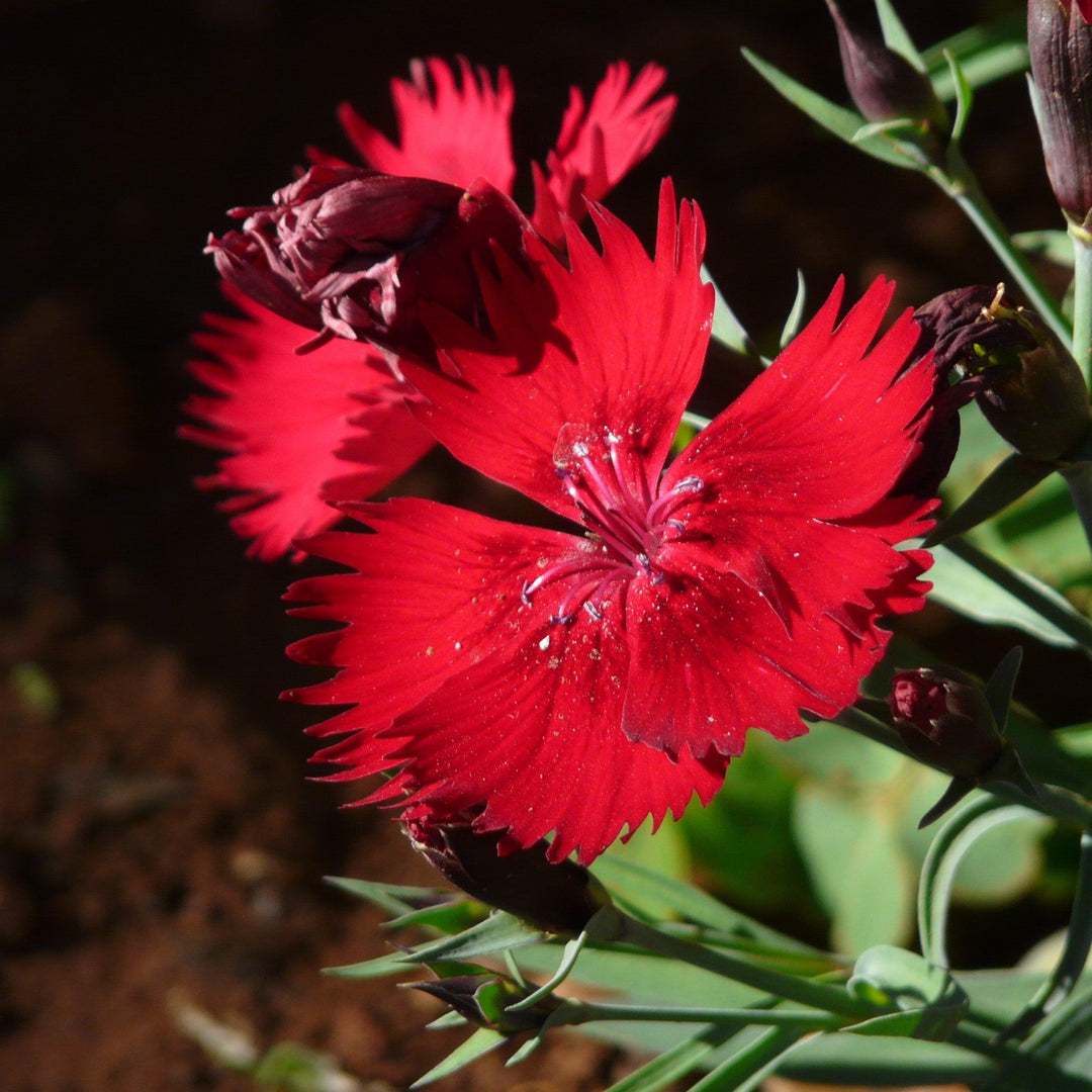 Dianthus 'Telstar Crimson' ~ Telstar Crismson Dianthus-ServeScape