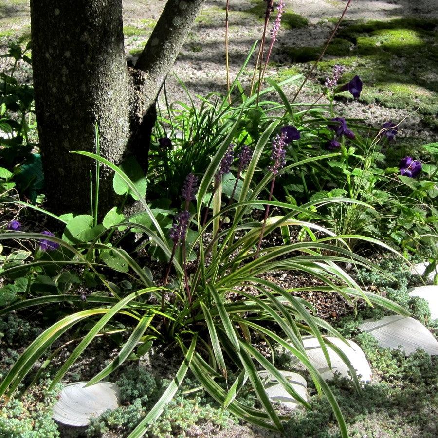 Liriope muscari 'Silvery Sunproof' ~ Silvery Sunproof Lilyturf-ServeScape