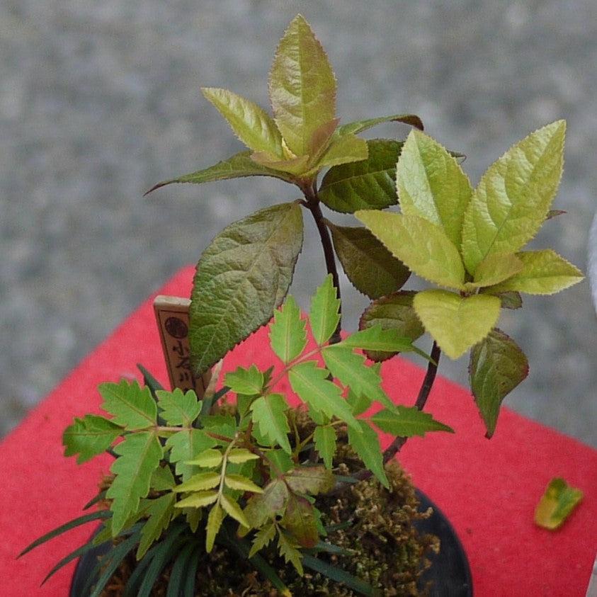 Ardisia japonica ~ Marlberry-ServeScape