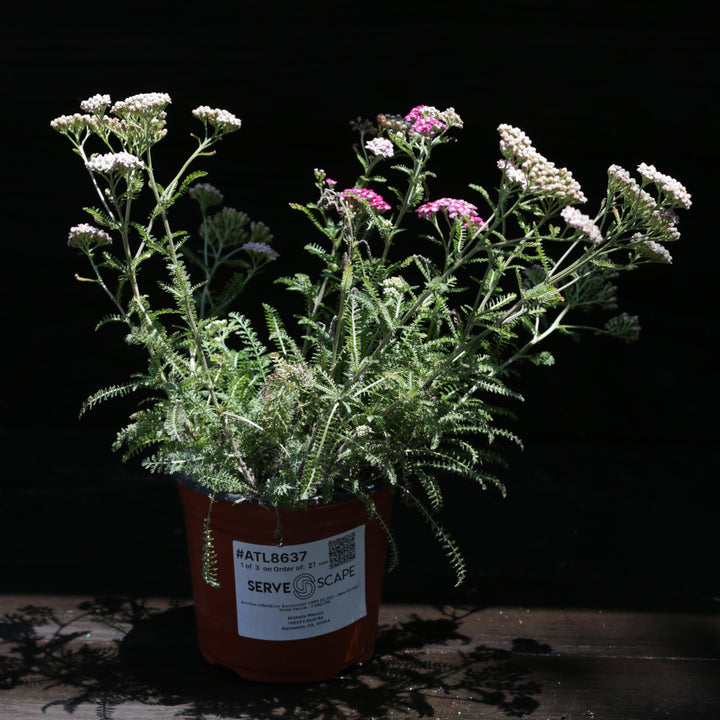 Achillea millefolium 'Balvinviolet' USPP 25,750' ~ New Vintage™ Violet Yarrow-ServeScape