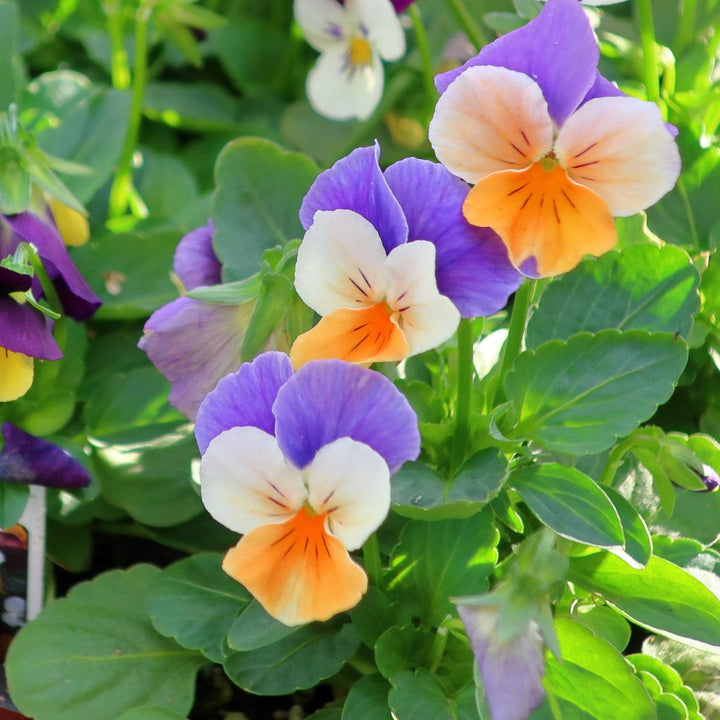 Viola cornuta 'Penny Jump-Up Mix' ~ Penny™ Jump-Up Mix Viola-ServeScape