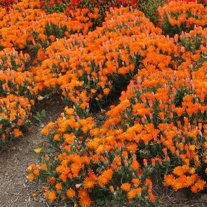 Delosperma hybrida 'T18-2' ~ Ocean Sunset™ Orange Vibe Ice Plant-ServeScape