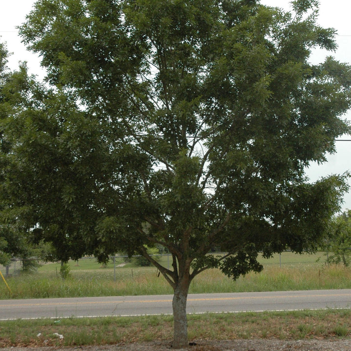 Quercus georgiana ~ Georgia Oak-ServeScape