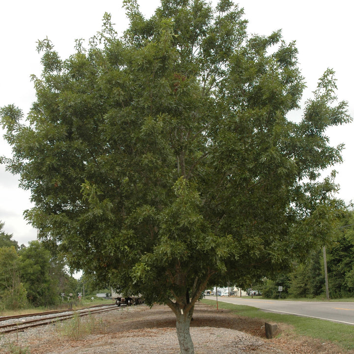 Quercus georgiana ~ Georgia Oak-ServeScape