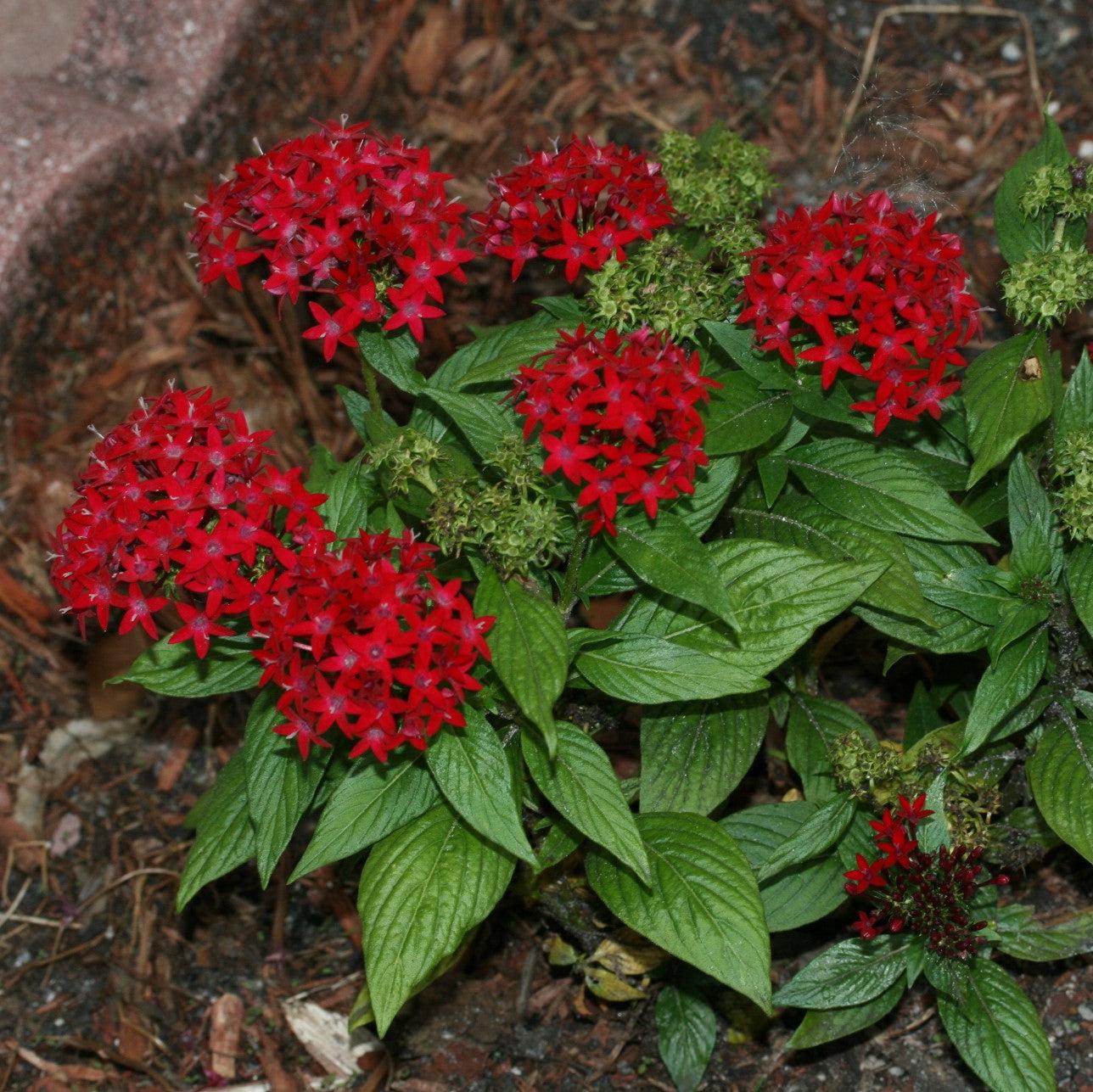 Graffiti® Red Velvet Star Flower - Pentas lanceolata 'Graffiti Red ...