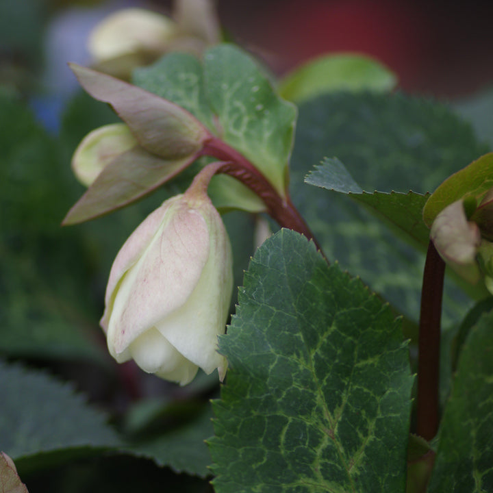 Helleborus x hybridus 'EPBRD01' ~ FrostKiss™ Molly's White Lenten Rose-ServeScape
