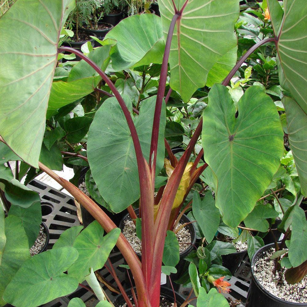 Colocasia esculenta 'Hawaiian Punch' PP #24,596 ~ Royal Hawaiian® Hawaiian Punch Elephant Ear-ServeScape