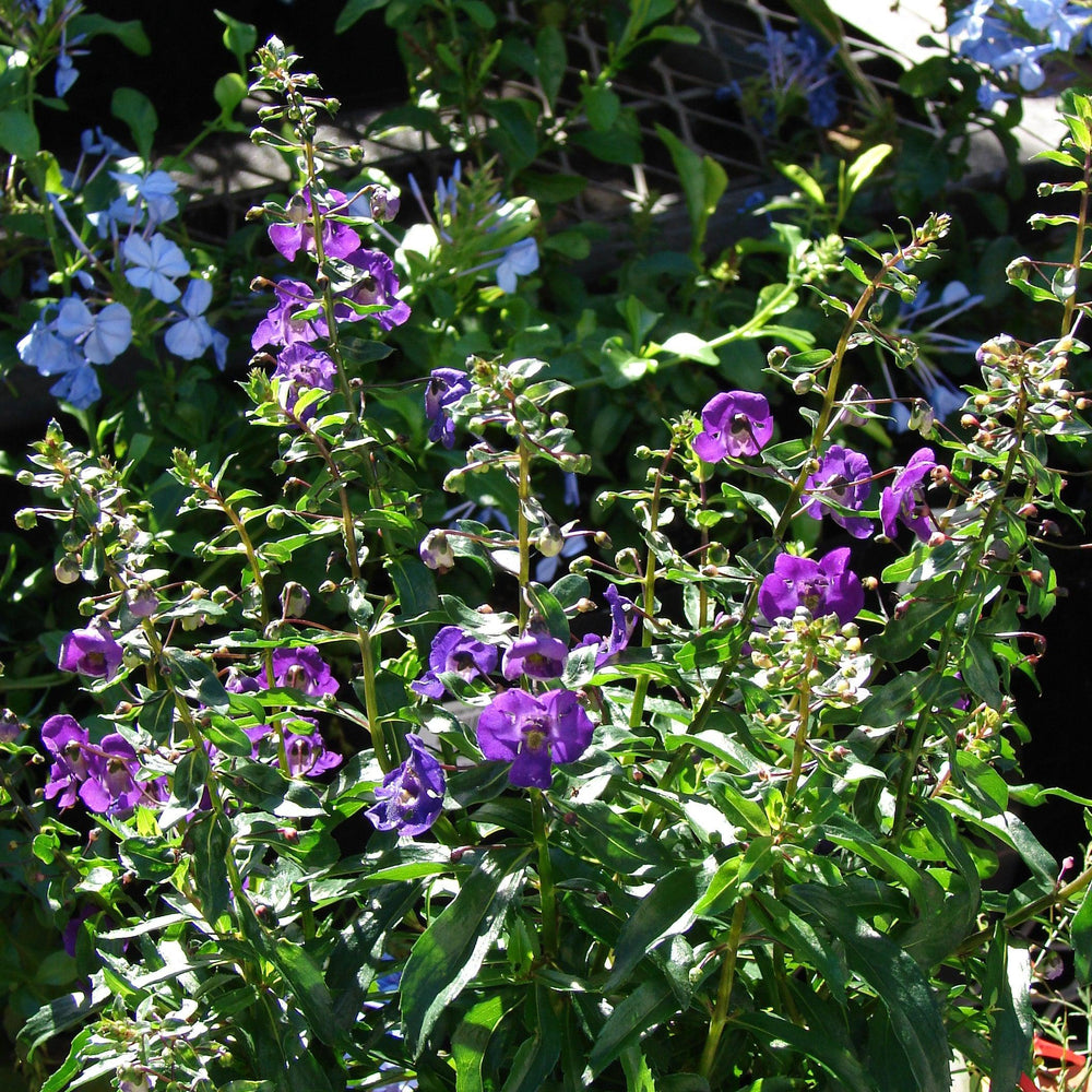 Angelonia angustifolia 'Carita Cascade Deep Purple' ~ Carita™ Cascade Deep Purple Summer Snapdragon-ServeScape