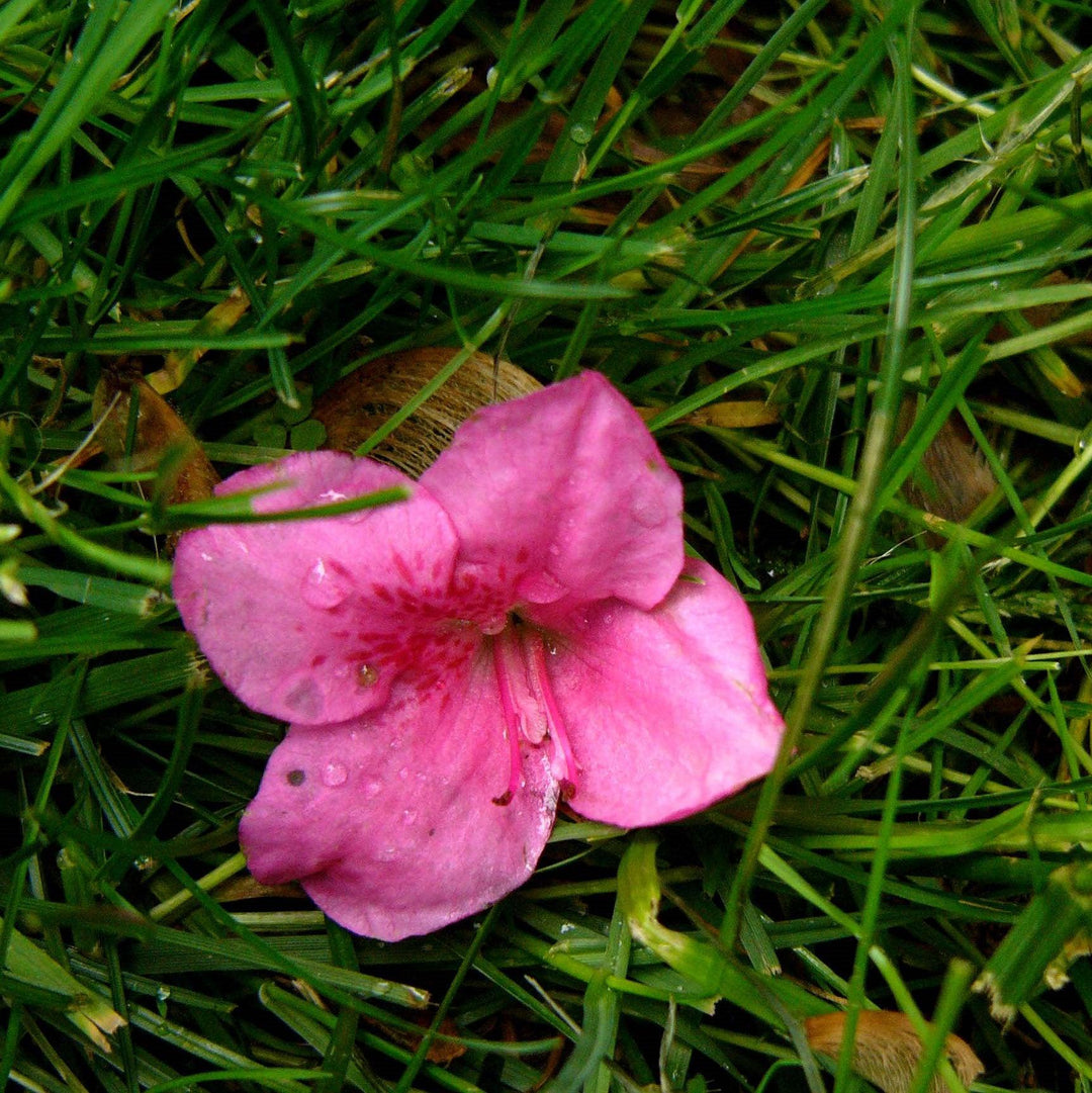 Rhododendron x 'RLH1-19P17' PP31043 ~ Bloom-A-Thon® Pink Cupcake® Reblooming Azalea-ServeScape