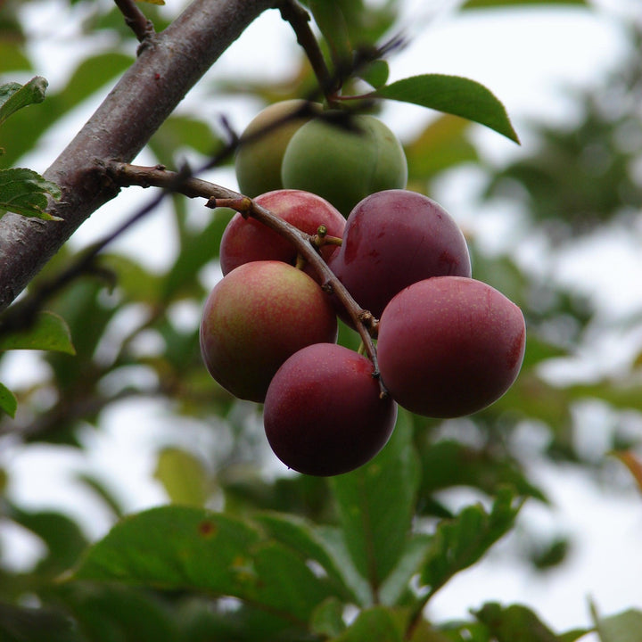 Prunus salicina 'Au Rubrum' ~ Au Rubrum Plum-ServeScape