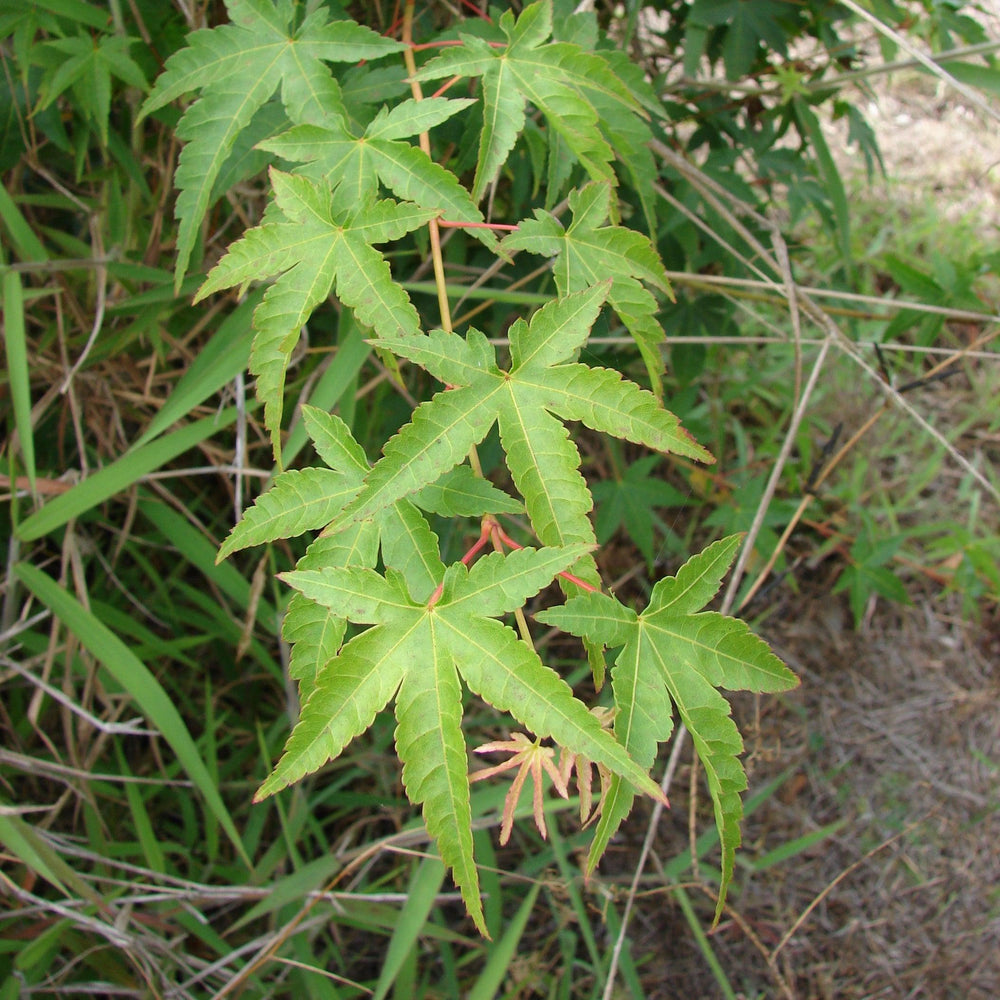 Acer palmatum 'Nishiki gawa' ~ Nishiki gawa Japanese Maple-ServeScape