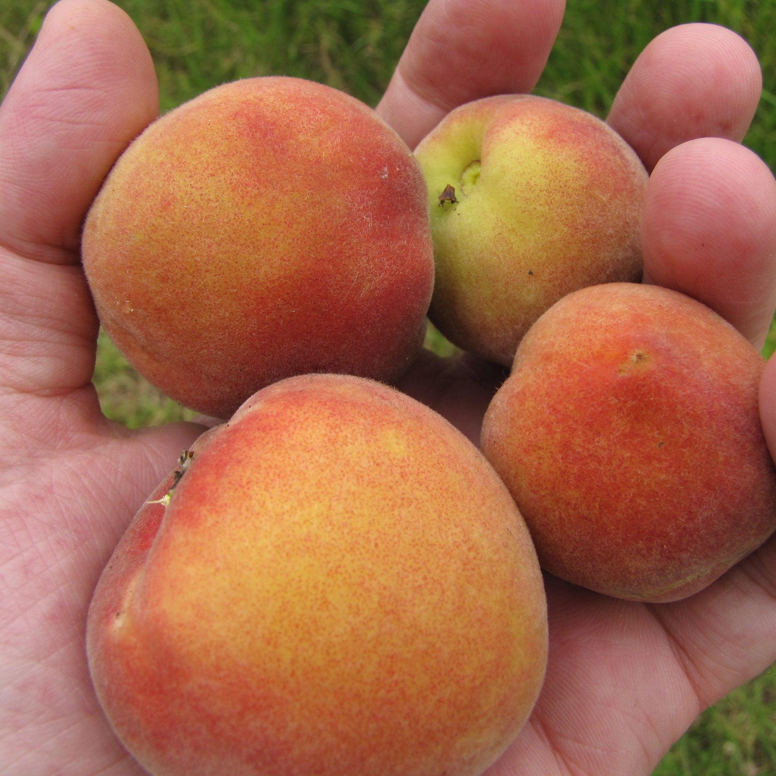 Prunus persica 'Bonanza' (Peach)