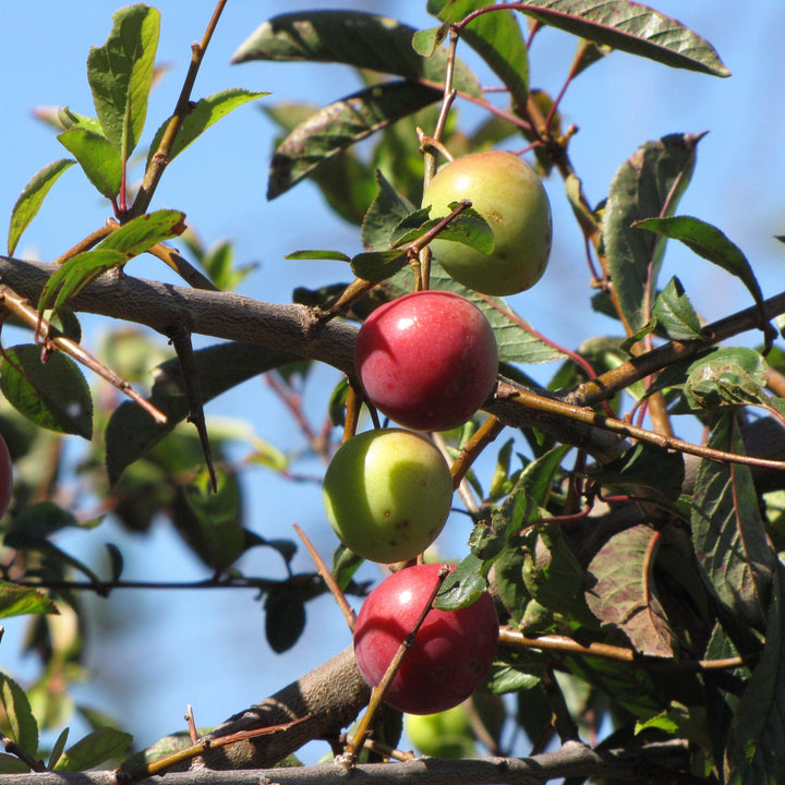 Prunus salicina 'Oxheart' ~ Oxheart Plum-ServeScape