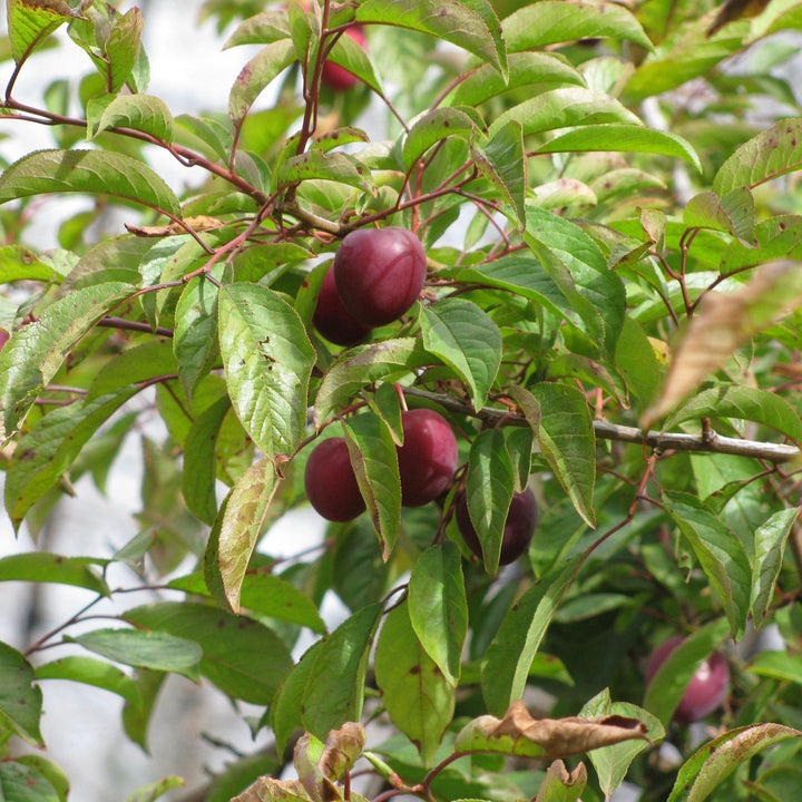 Prunus salicina 'Au Rubrum' ~ Au Rubrum Plum-ServeScape