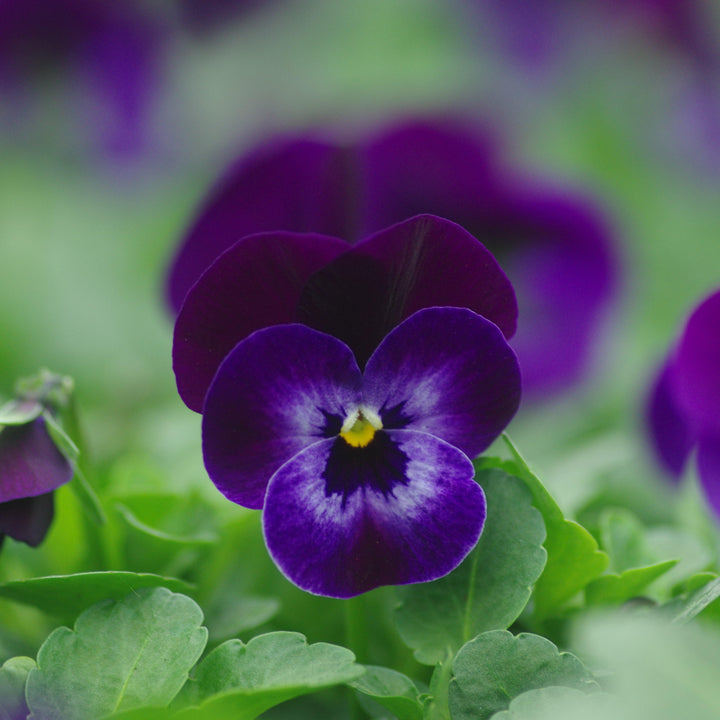 Viola cornuta 'Penny Denim Jump Up' ~ Penny™ Denim Jump Up Viola-ServeScape