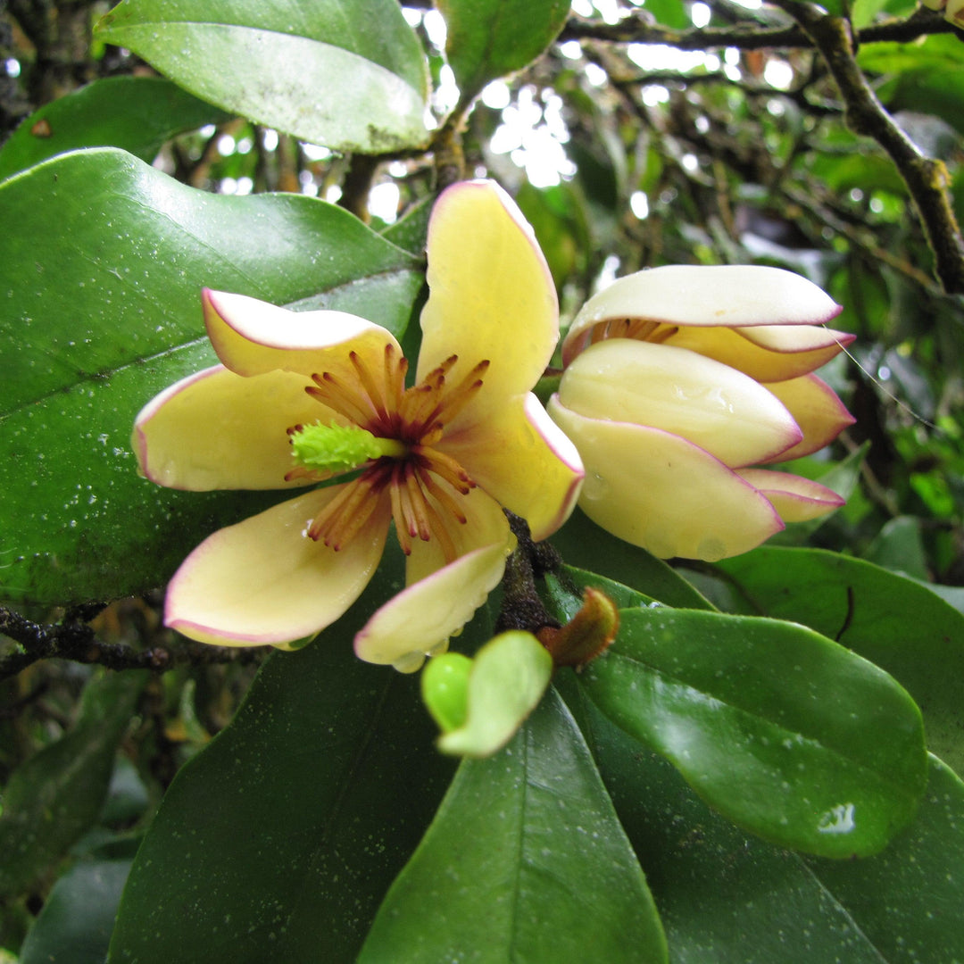 Michelia figo 'Hagiwara' ~ Hagiwara Banana Shrub-ServeScape