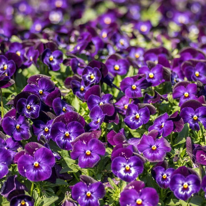 Viola cornuta 'Penny Denim Jump Up' ~ Penny™ Denim Jump Up Viola-ServeScape