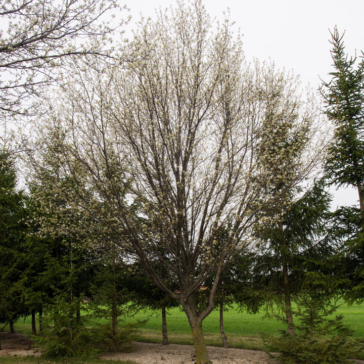 Pyrus calleryana 'Cleveland Select' ~ Cleveland Select Callery Pear-ServeScape