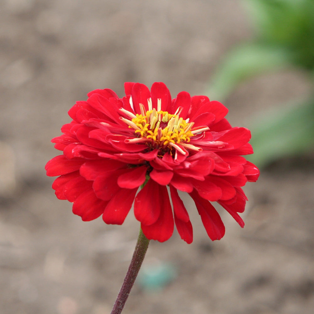 Zinnia ‘Profusion Double Red’ ~ Profusion Double Red Zinnia-ServeScape