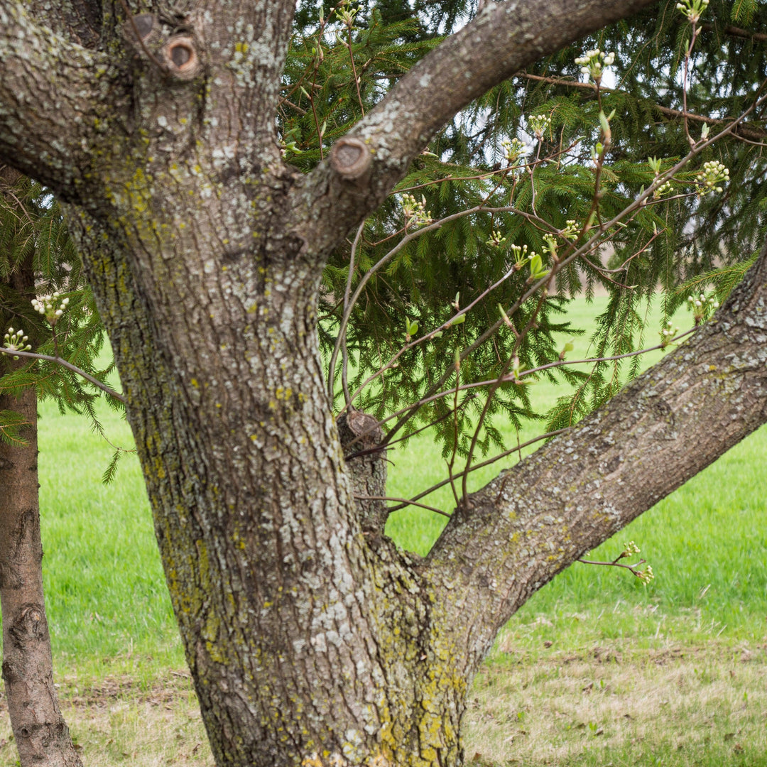 Pyrus calleryana 'Cleveland Select' ~ Cleveland Select Callery Pear-ServeScape