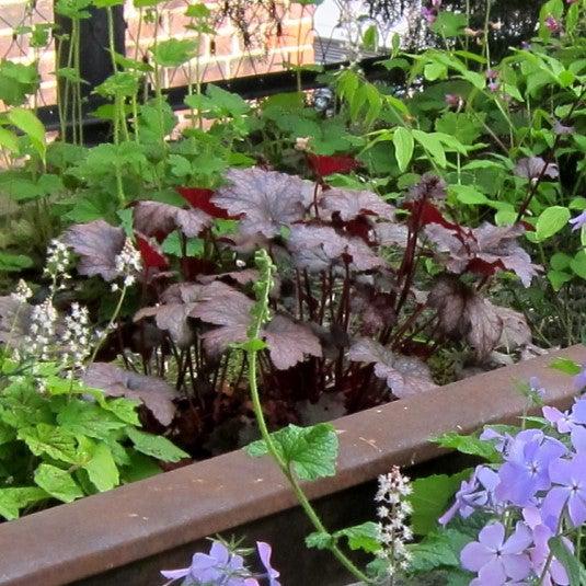 Heuchera x 'Frosted Violet' ~ Frosted Violet Coral Bells-ServeScape