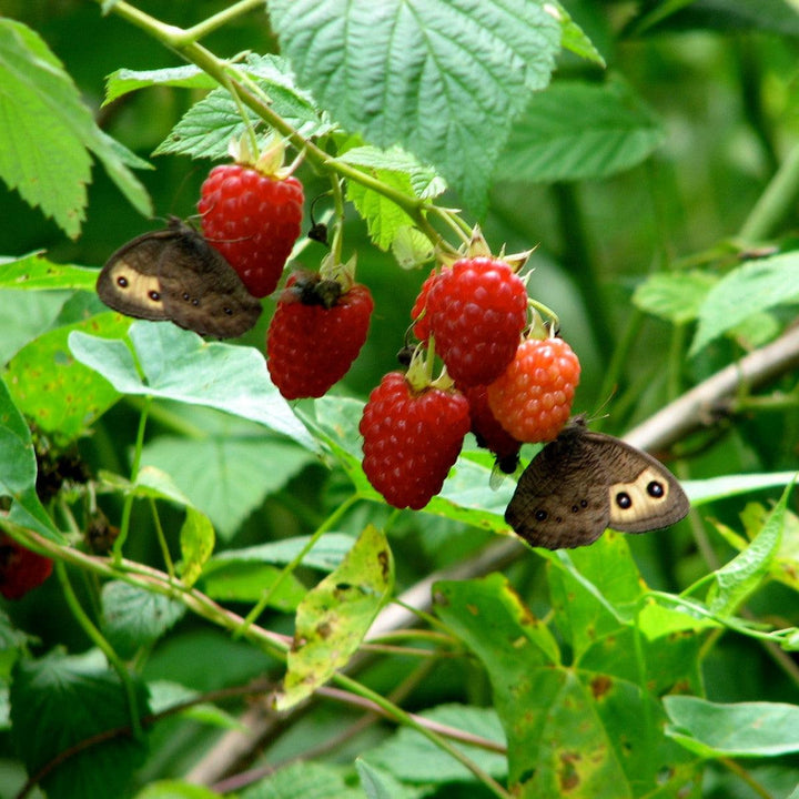 Rubus idaeus 'Jaclyn' ~ Jaclyn Everbearing Raspberry-ServeScape