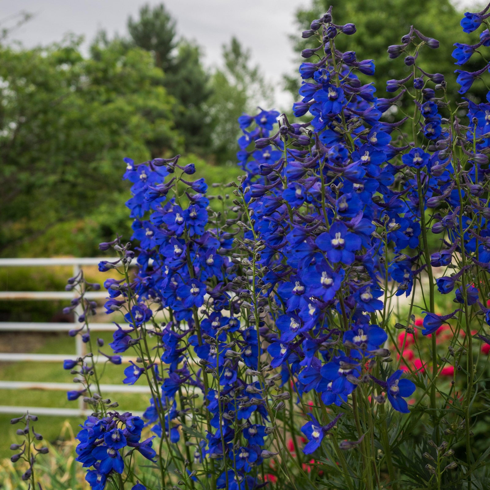 Delphinium grandiflorum 'Blue Mirror' ~ Blue Mirror Delphinium-ServeScape