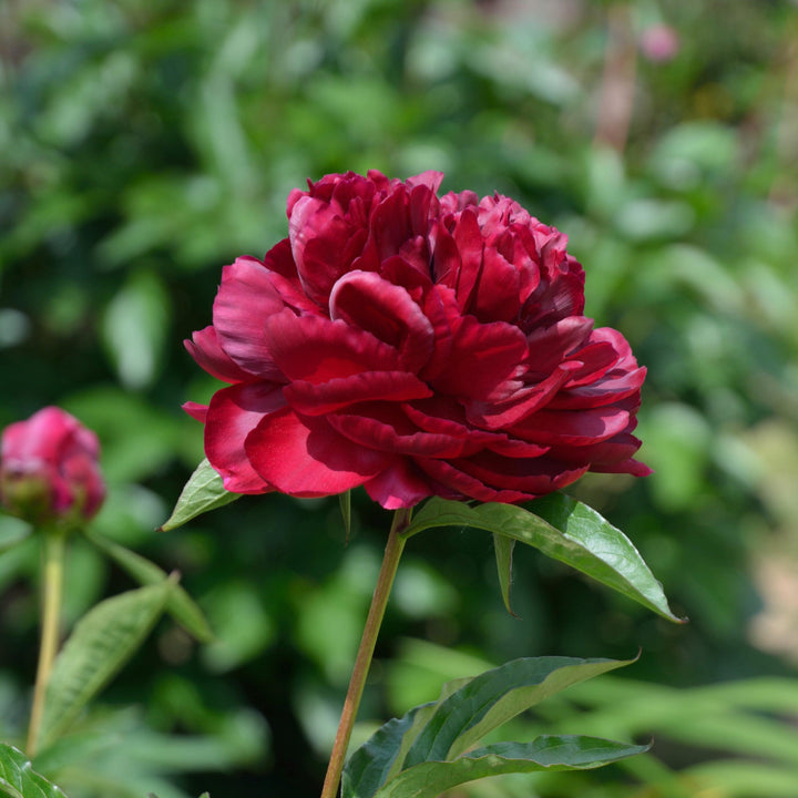 Paeonia lactiflora 'Black Beauty' ~ Black Beauty Peony-ServeScape