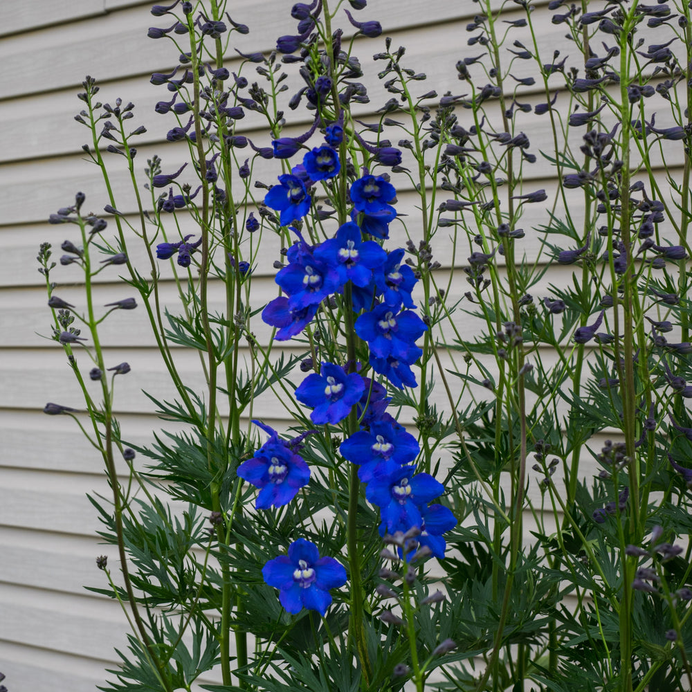 Delphinium grandiflorum 'Blue Mirror' ~ Blue Mirror Delphinium-ServeScape