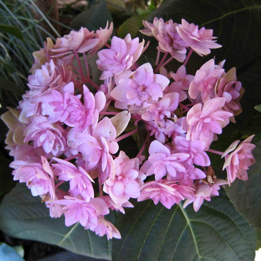 Hydrangea macrophylla 'Double Pink REI109' ~ Forever & Ever® Double Pink Hydrangea-ServeScape