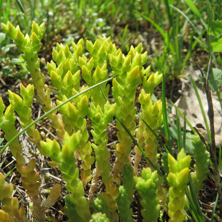 Sedum acre var aurea ~ Gold Moss Sedum-ServeScape