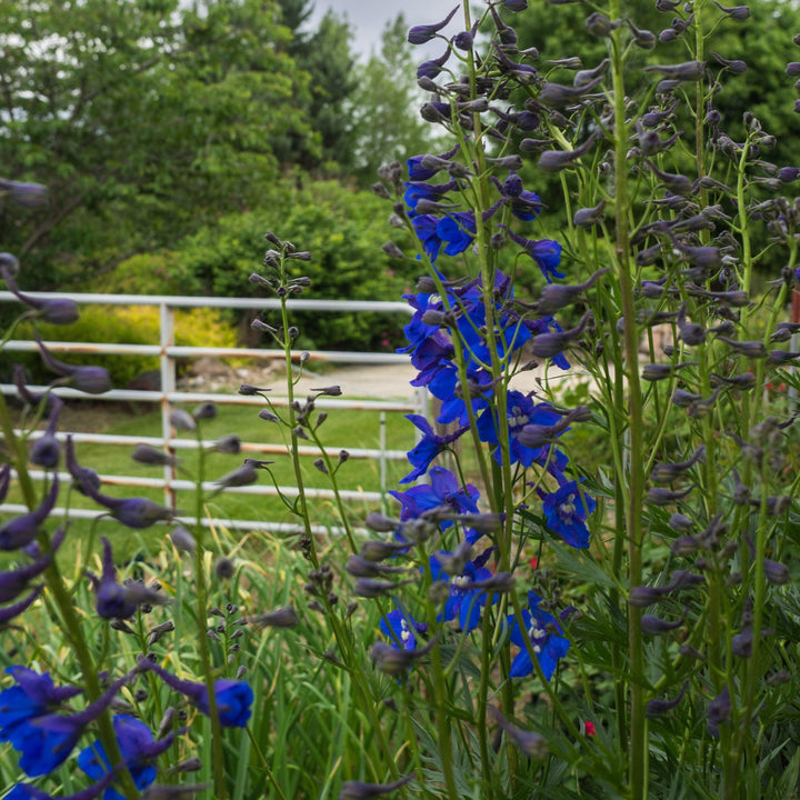 Delphinium grandiflorum 'Blue Mirror' ~ Blue Mirror Delphinium-ServeScape