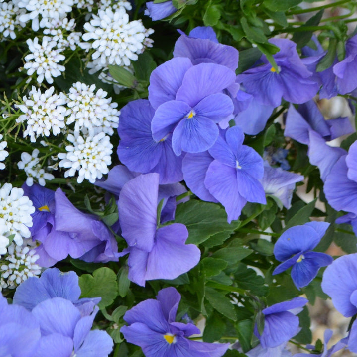 Viola cornuta 'Colormax True Blue' ~ Colormax® True Blue Viola-ServeScape