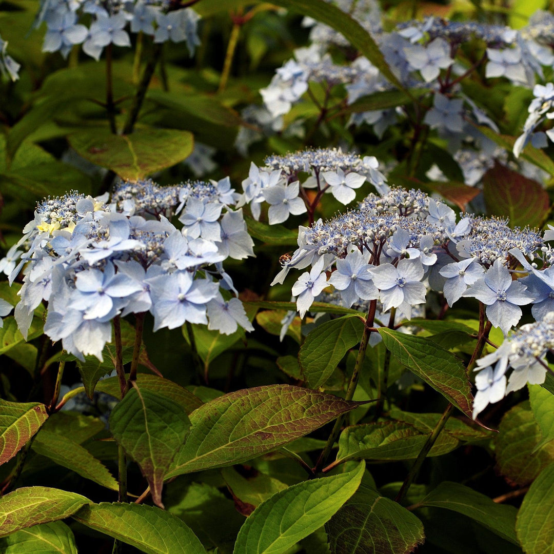Hydrangea macrophylla 'Blue Deckle' ~ Blue Deckle Hydrangea-ServeScape