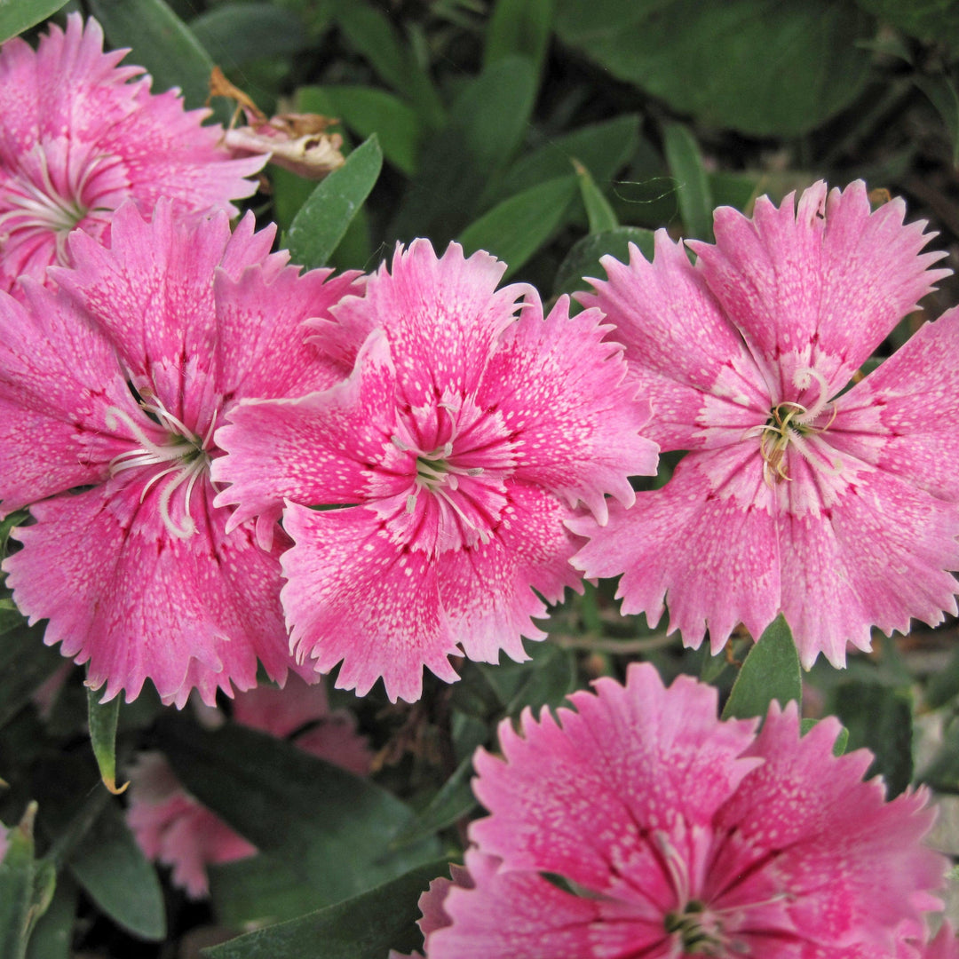 Dianthus 'Telstar Pink' ~ Telstar Pink Dianthus-ServeScape