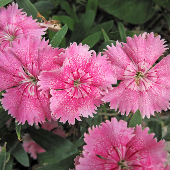 Dianthus 'Telstar Pink' ~ Telstar Pink Dianthus-ServeScape