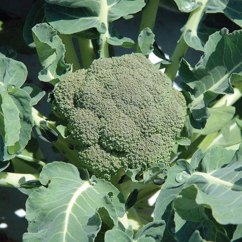 Broccoli Mix Pack-ServeScape