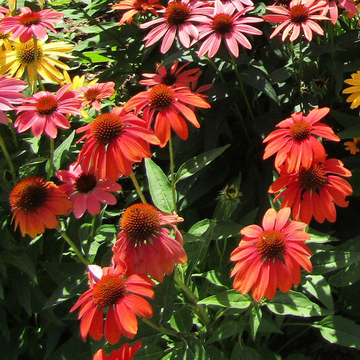 Echinacea 'Panama Red' ~ Panama® Red Coneflower-ServeScape