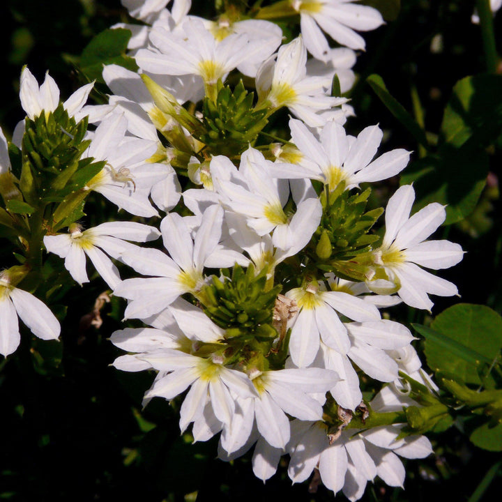 Scaevola aemula 'Scampi White' ~ Scampi® White Fan Flower-ServeScape