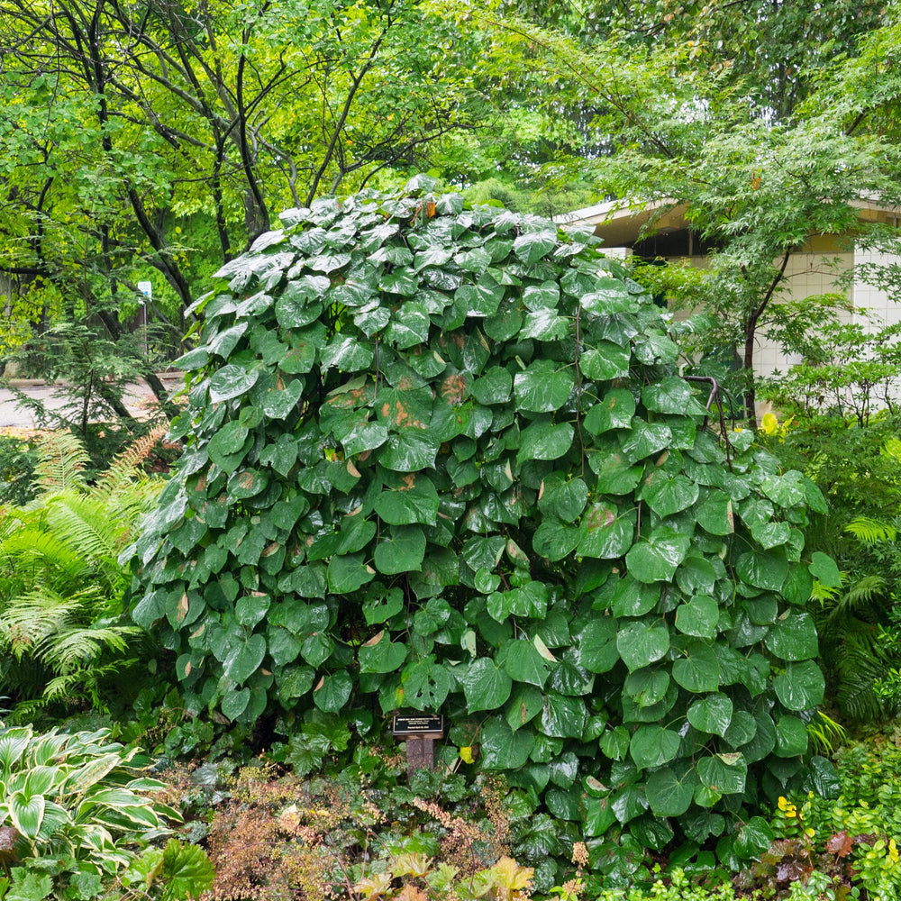 Cercis canadensis 'Vanilla Twist' ~ Vanilla Twist Weeping Redbud-ServeScape