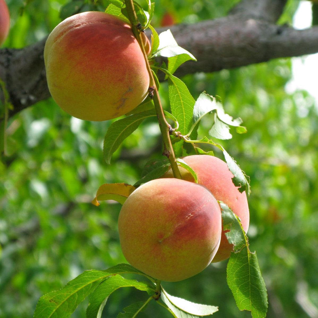 Prunus persica 'FloridaCrest' ~ Floridacrest Peach-ServeScape