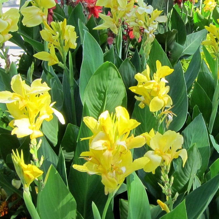 Canna x generalis 'Yellow' ~ CANNOVA® Yellow Canna Lily-ServeScape