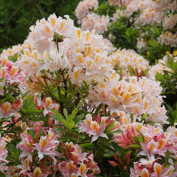 Rhododendron 'High Tide' ~ High Tide Aromi Azalea-ServeScape