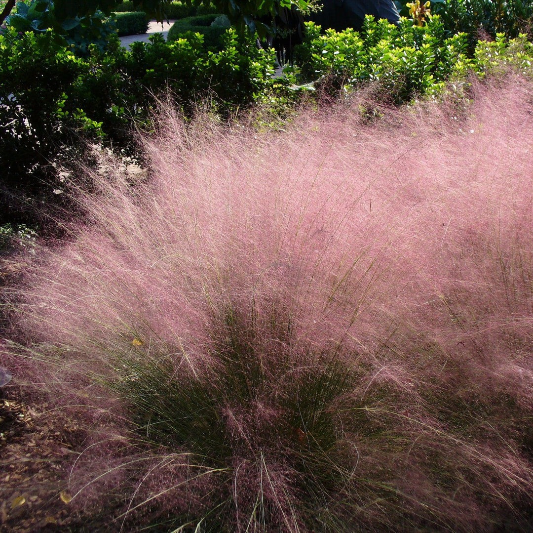Muhlenbergia capillaris 'Ivrine' ~ Plumetastic® Pink Muhly Grass-ServeScape