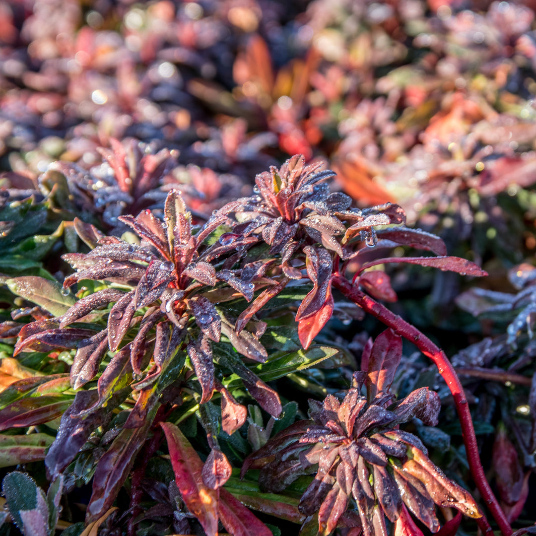 Euphorbia amygdaloides 'Waleuphglo' ~ Ruby Glow Wood Spurge-ServeScape